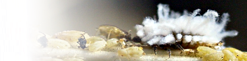 Scymnus contra pulgón