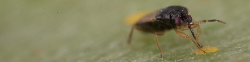 Orius laevigatus depredador natural de trips