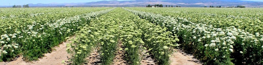 Plantas aromáticas insectarias