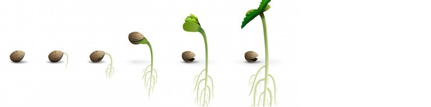 SEMILLAS DE PLANTA AUXILIAR