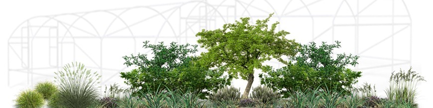 PLANTA EN BANDEJA FORESTAL