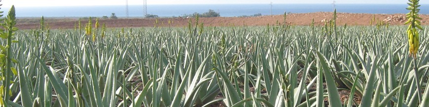 Aloe vera barbadensis ecologico