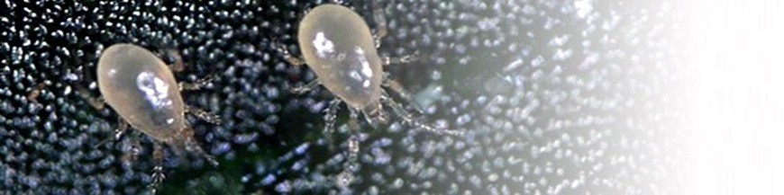 Amblyseius montdorensis
