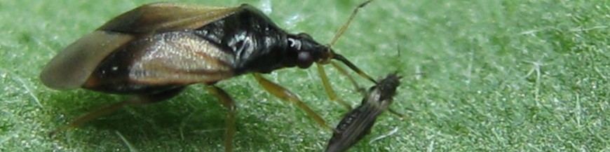 comprar Orius majusculus