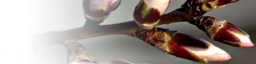 fitorreguladores