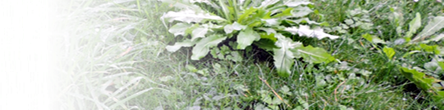 HERBICIDAS ECOLÓGICOS