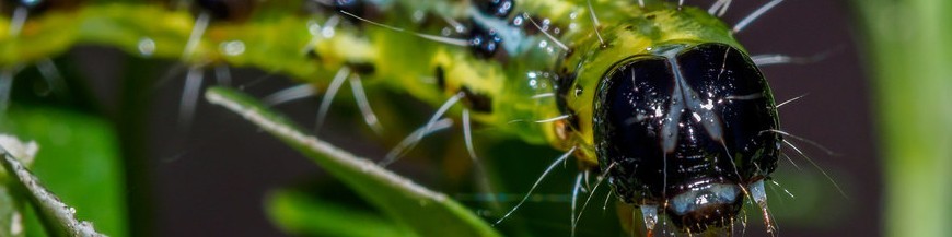 Productos para el control de Cydalima perspectalis