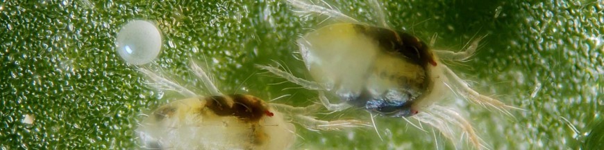 ARAÑA ROJA