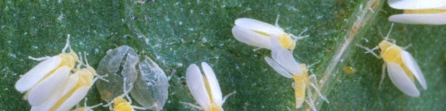 control biologico de mosca blanca en marihuana