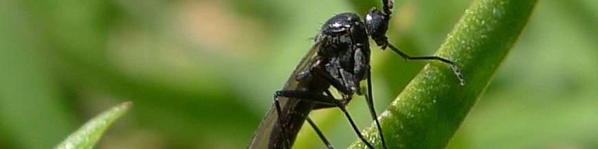 control biologico de la mosca del mantillo en marihuana