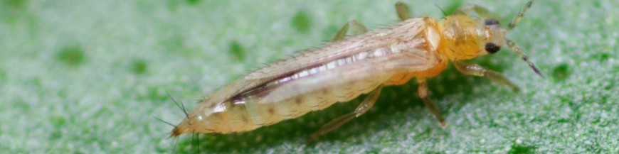 control biologico de thrips en marihuana