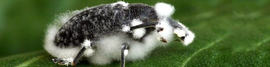 PAECILOMYCES FUMOSOROSEUS
