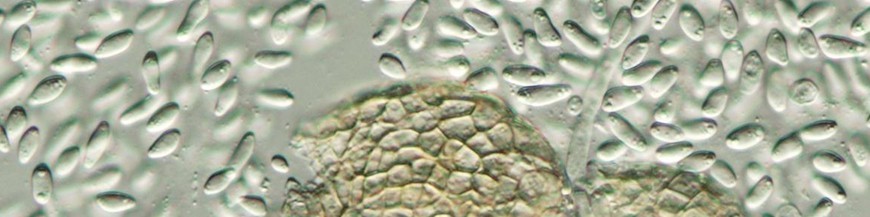 AMPELOMYCES QUISQUALIS