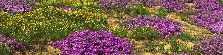 MEZCLAS DE BIODIVERSIDAD