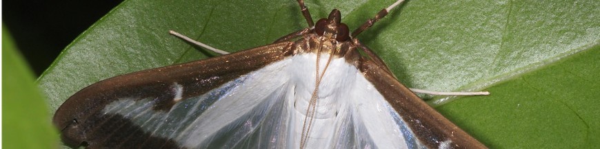 POLILLA DEL BOJ (Cydalima)