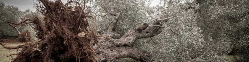 tratamiento contra xylella mediante endoterapia