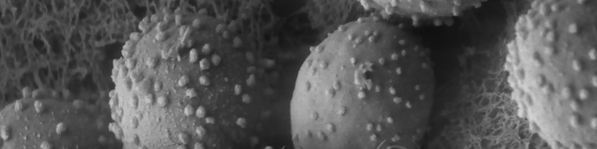 TRICHODERMA ASPERELLUM
