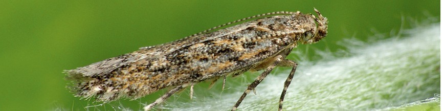 TUTA ABSOLUTA