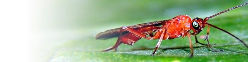 DACNUSA SIBIRICA