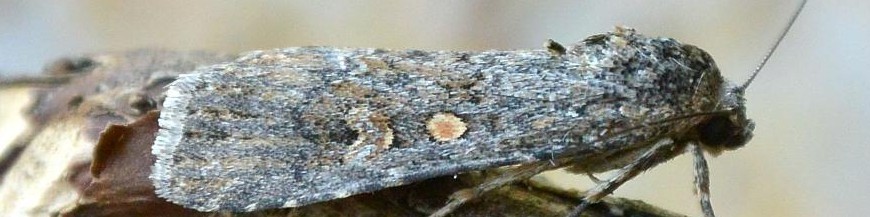 SPODOPTERA EXIGUA