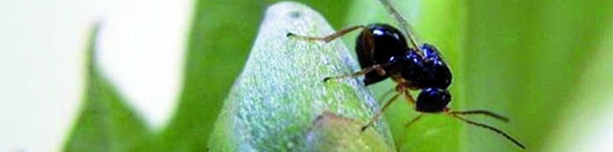 control biologico de la avispilla del castaño dryocosmus kuriphilus