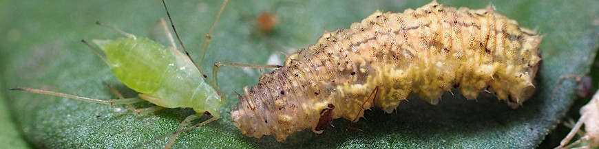 venta de Eupeodes system enemigo natural de pulgón