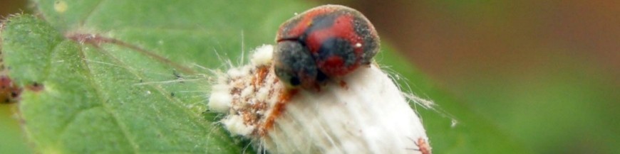 RODOLIA CARDINALIS