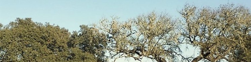 SECA DE LA ENCINA