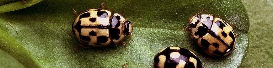 Comprar propylea quatuordecimpunctata