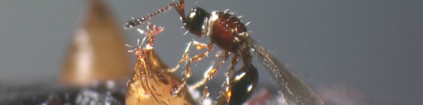 TRICHOPRIA DROSOPHILAE