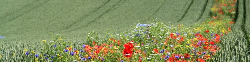 Plantas de flor para polinizadores