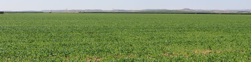 venta de semillas para abono verde