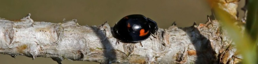 EXOCHOMUS QUADRIPUSTULATUS