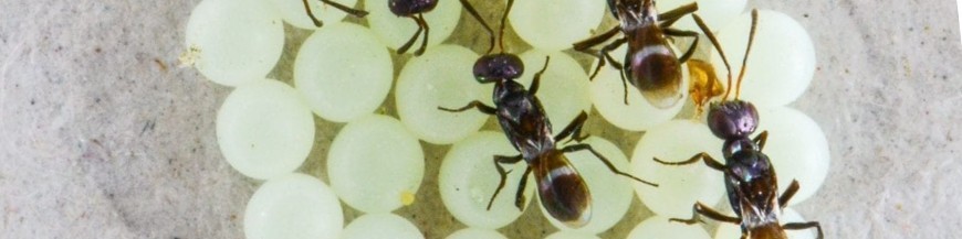 ANASTATUS BIFASCIATUS