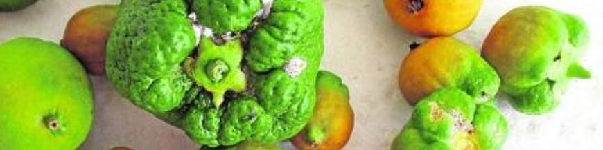 COTONET DE SUDÁFRICA