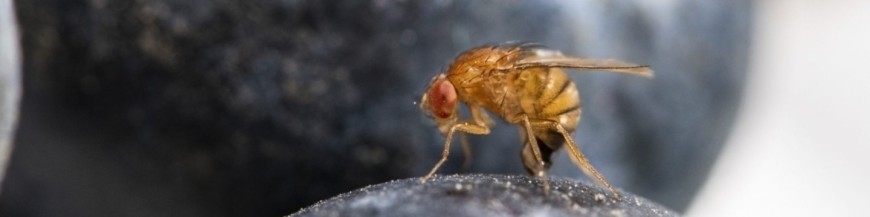 DROSOPHILA SUZUKII