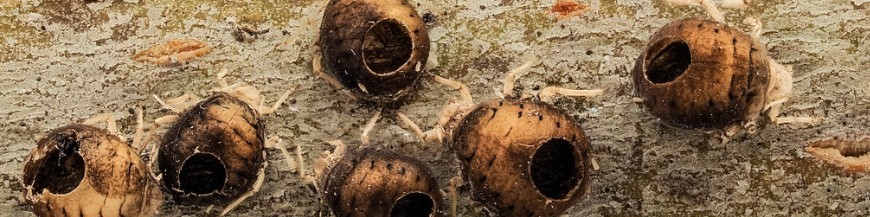 MIX PARASITOIDES DE PULGÓN
