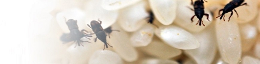 Productos para el control de insectos en la despensa