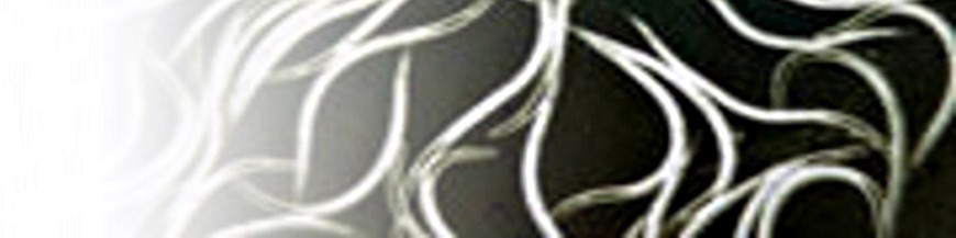 HETERORHABDITIS BACTERIOPHORA
