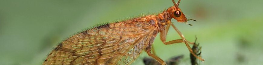 MICROMUS ANGULATUS (crisopa parda)