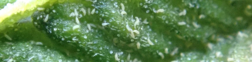MICROÁCAROS