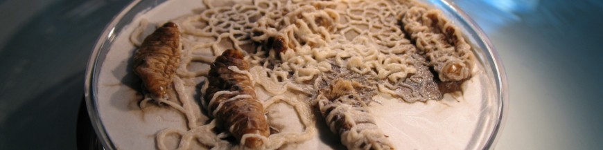 comprar nematodos steinernema carpocapsae contra picudo rojo