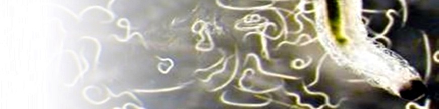 Steinernema feltiae