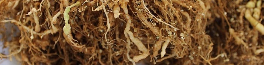NEMATODOS FITOPARÁSITOS