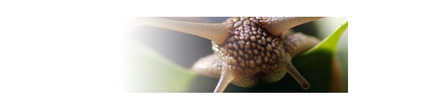 PHASMARHABDITIS HERMAPH