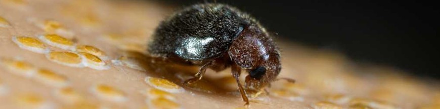 RHYZOBIUS LOPHANTHAE