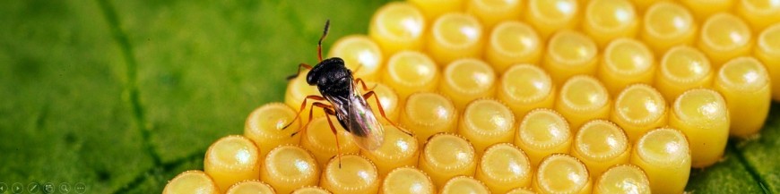 TRISSOLCUS BASALIS