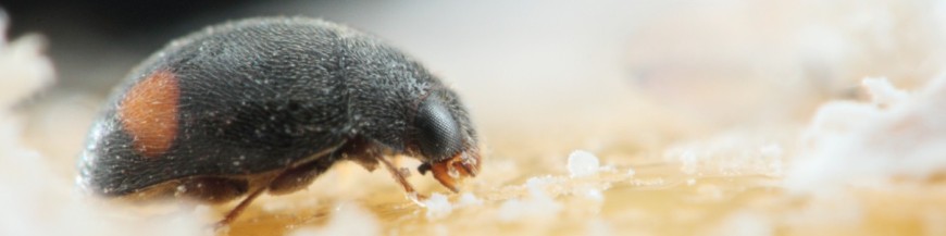 NEPHUS BIPUNCTATUS