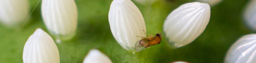 TRICHOGRAMMA EVANESCENS