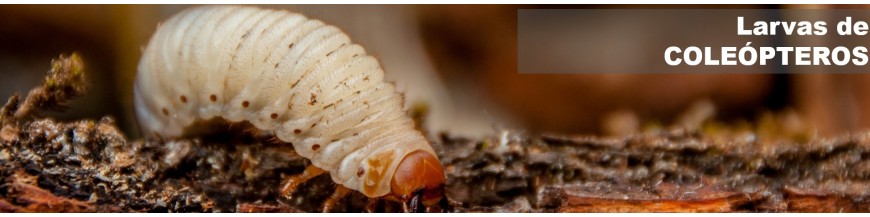ESCARABAJOS (gusanos)